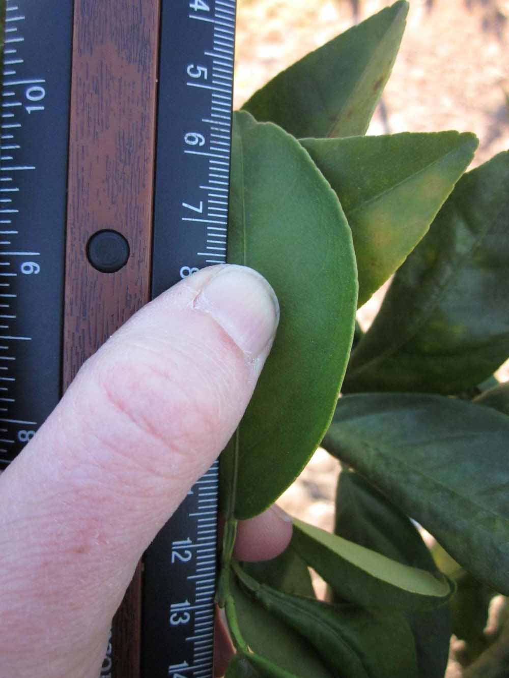            Unifoliolate leaf (Jaffa, Riverside, CA)   
